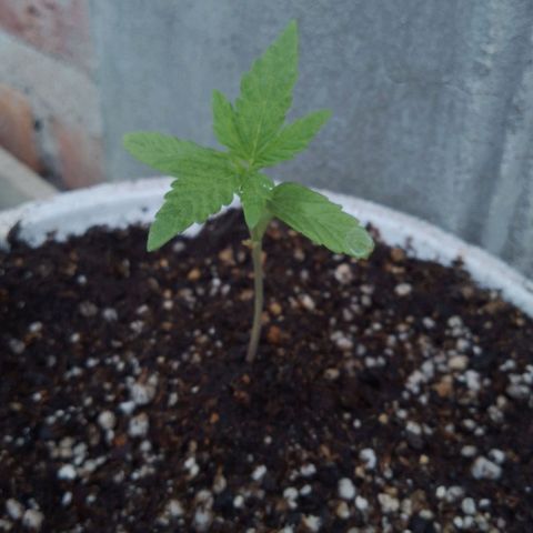 Luca growlog timeline photo