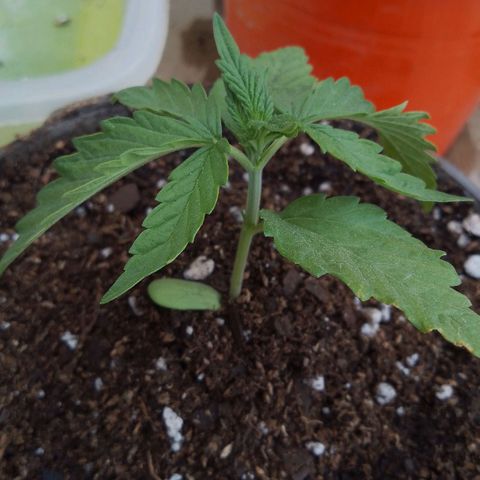 Jair17 growlog timeline photo
