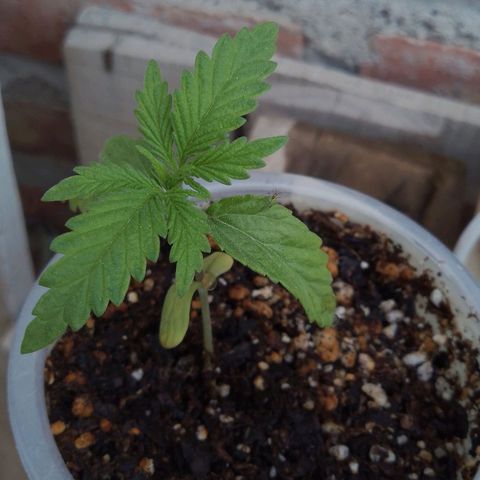 Pucho growlog timeline photo