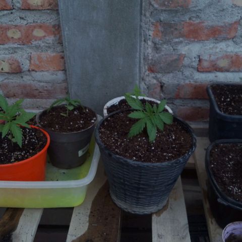 Luna growlog timeline photo