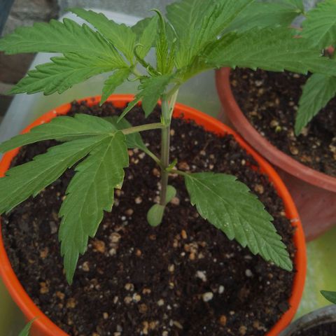 Luna growlog timeline photo