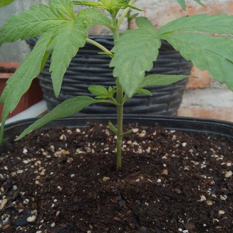 Juanxiz growlog timeline photo