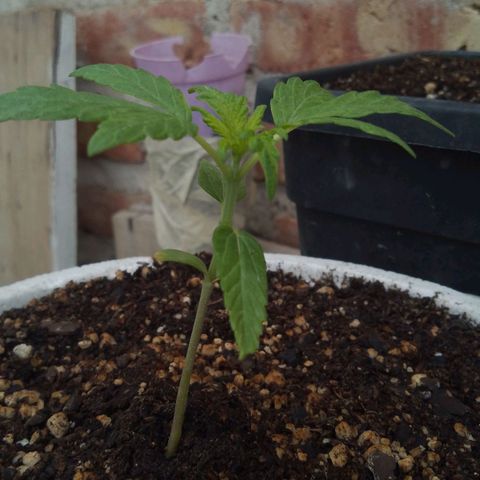 Luca growlog timeline photo
