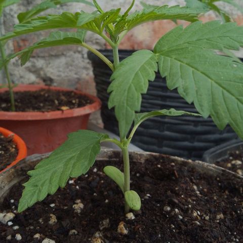 Jair17 growlog timeline photo