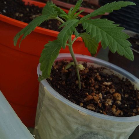 Pucho growlog timeline photo