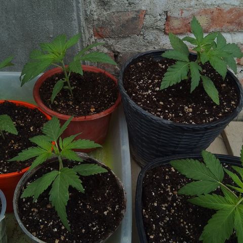 Luna growlog timeline photo