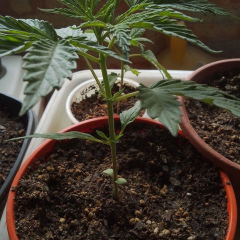 Luna growlog timeline photo