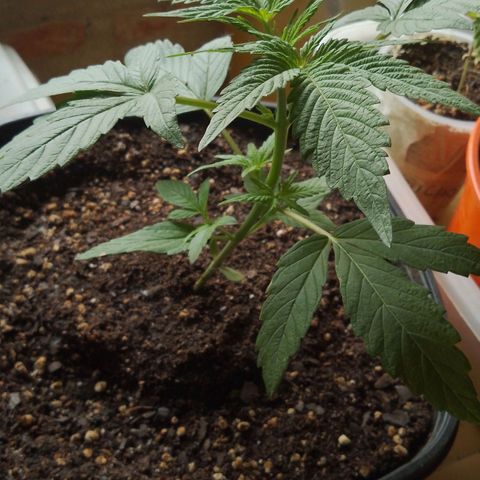 Juanxiz growlog timeline photo
