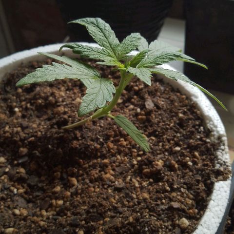 Luca growlog timeline photo