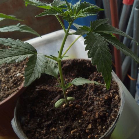 Jair17 growlog timeline photo