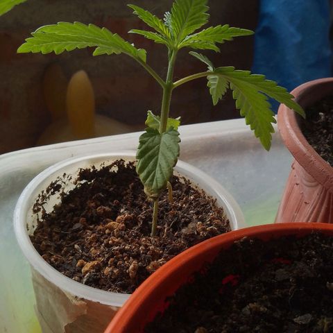 Pucho growlog timeline photo