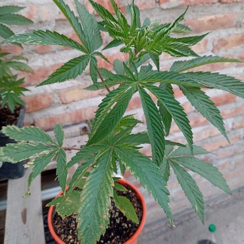 Luna growlog timeline photo