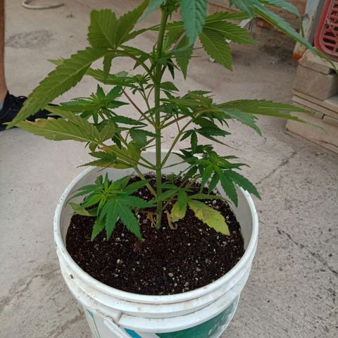 Juanxiz growlog timeline photo