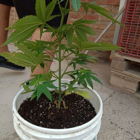 Juanxiz growlog timeline photo