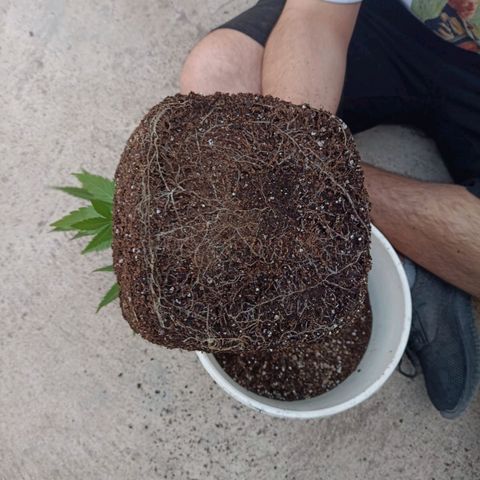 Juanxiz growlog timeline photo