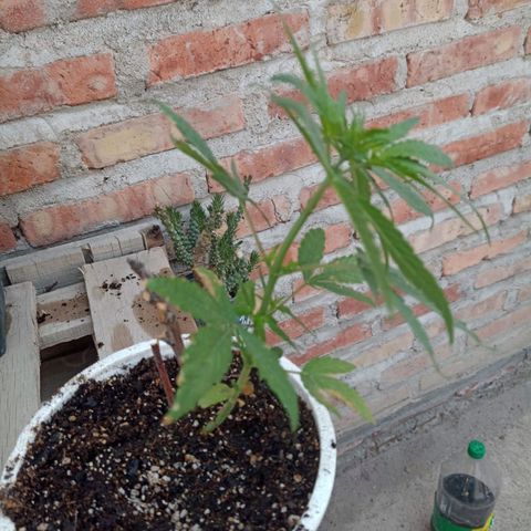 Luca growlog timeline photo
