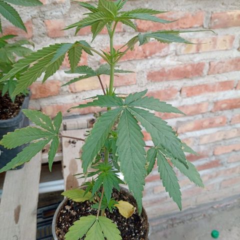 Jair17 growlog timeline photo