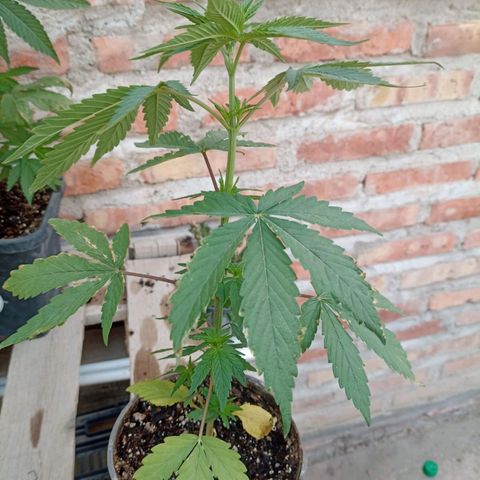 Jair17 growlog timeline photo