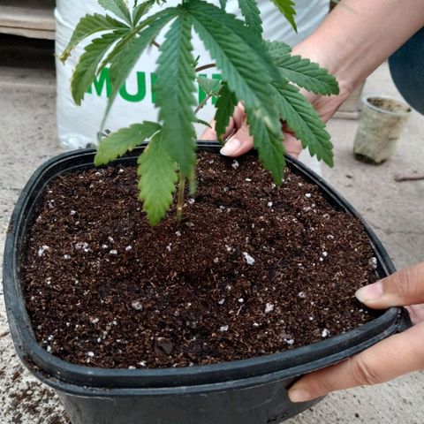 Pucho growlog timeline photo
