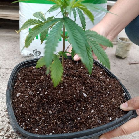 Pucho growlog timeline photo
