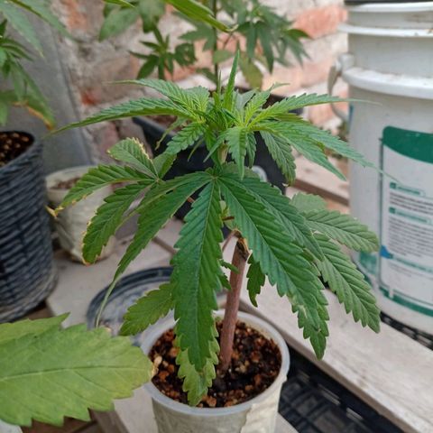 Pucho growlog timeline photo
