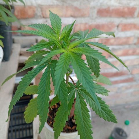 Pucho growlog timeline photo