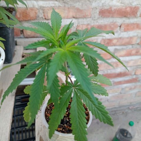 Pucho growlog timeline photo