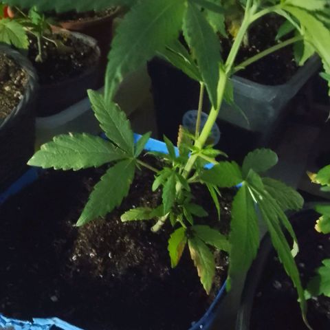 Luca growlog timeline photo