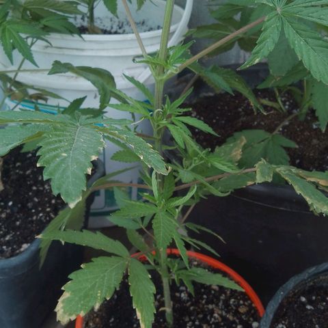 Luna growlog timeline photo