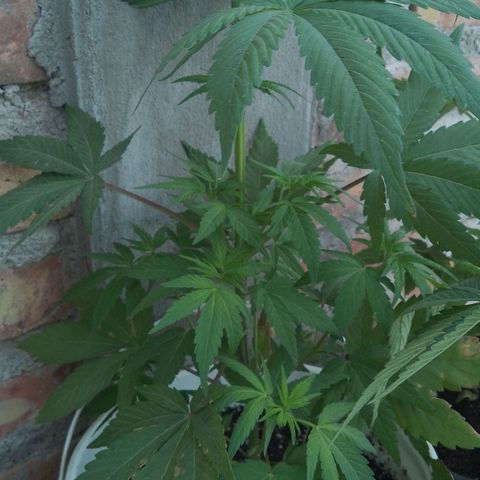 Juanxiz growlog timeline photo