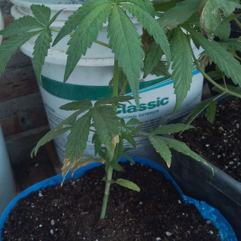 Luca growlog timeline photo