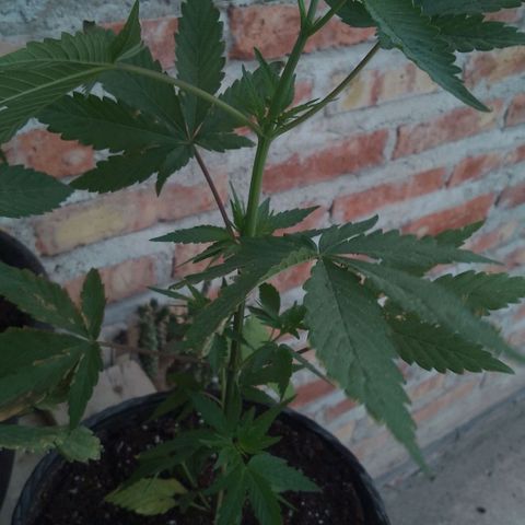 Jair17 growlog timeline photo