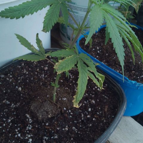 Pucho growlog timeline photo