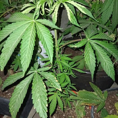 Luna growlog timeline photo