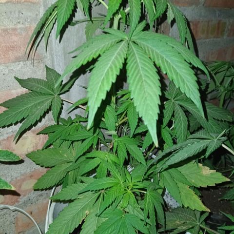 Juanxiz growlog timeline photo