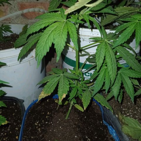 Luca growlog timeline photo