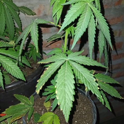 Jair17 growlog timeline photo