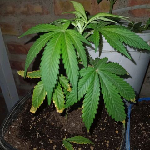 Pucho growlog timeline photo
