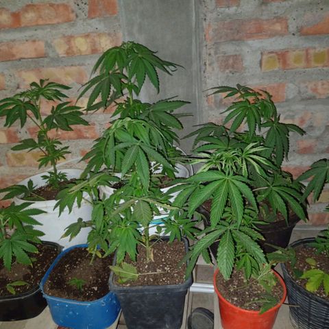 Luna growlog photo: Fotos de podas