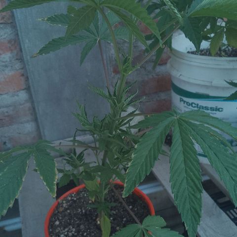 Luna growlog timeline photo