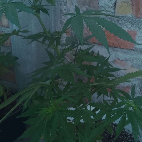 Juanxiz growlog timeline photo