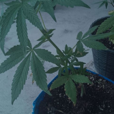 Luca growlog timeline photo