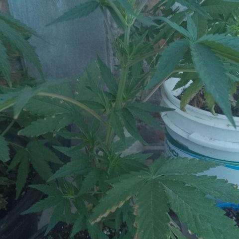 Jair17 growlog timeline photo