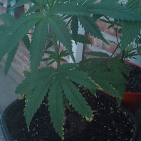Pucho growlog timeline photo