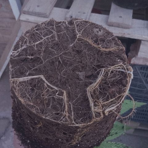 Luna growlog photo: Transplante