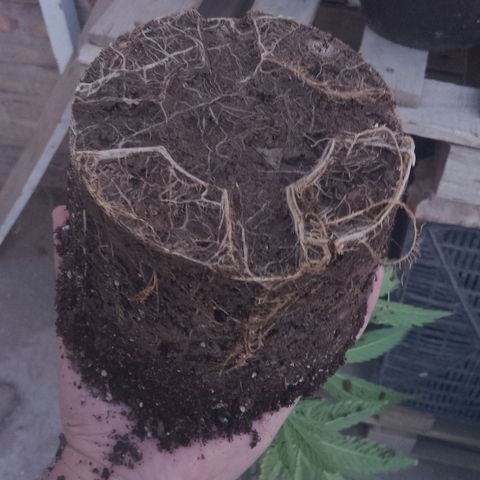 Luna growlog photo: Transplante