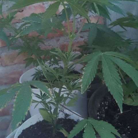 Luna growlog timeline photo
