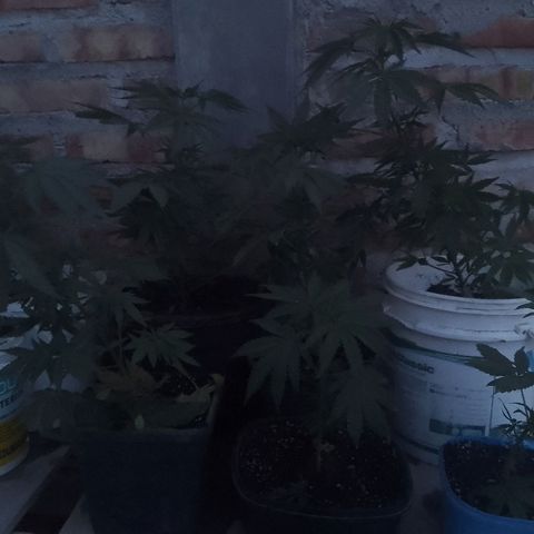 Luna growlog timeline photo