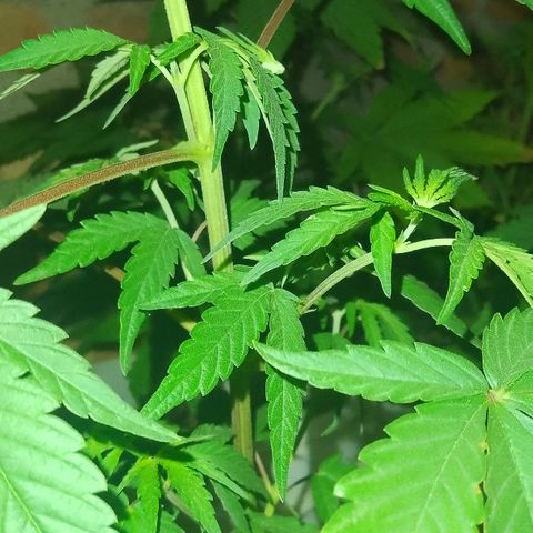 Jair17 growlog timeline photo
