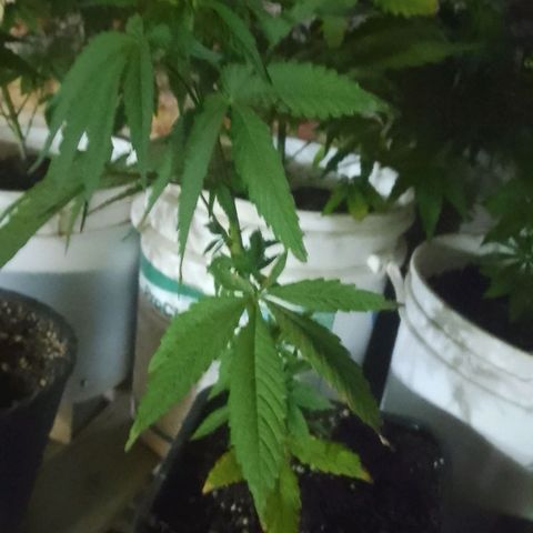 Luca growlog timeline photo